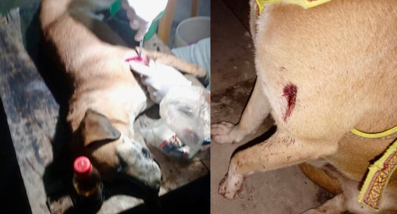 Preocupación en Zaragoza: Balean a un perro y vecinos exigen mayor seguridad