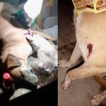 Joven resulta gravemente herido en ataque armado en Cosoleacaque