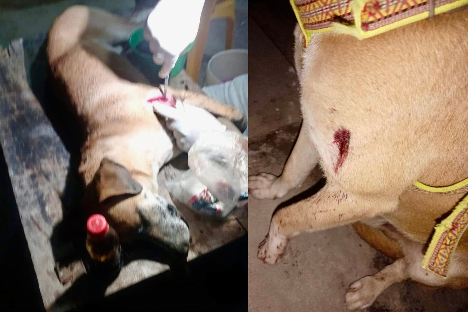 Preocupación en Zaragoza: Balean a un perro y vecinos exigen mayor seguridad