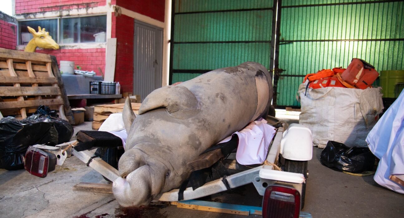 Necrocirugía confirma que manatí falleció por golpe de embarcación en Coatzacoalcos