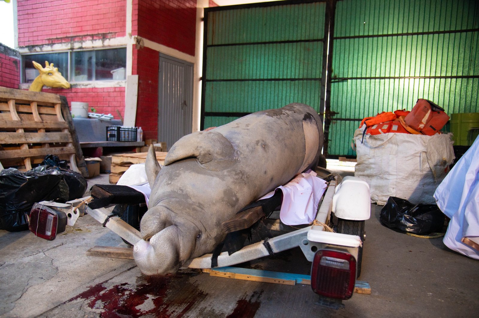 Necrocirugía confirma que manatí falleció por golpe de embarcación en Coatzacoalcos